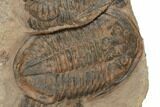 Asaphid Trilobite With Partials - Taouz, Morocco #195824-2